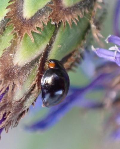 Parexochomus nigromaculatus